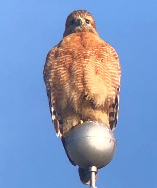 Red-shouldered Hawk - ML628624782