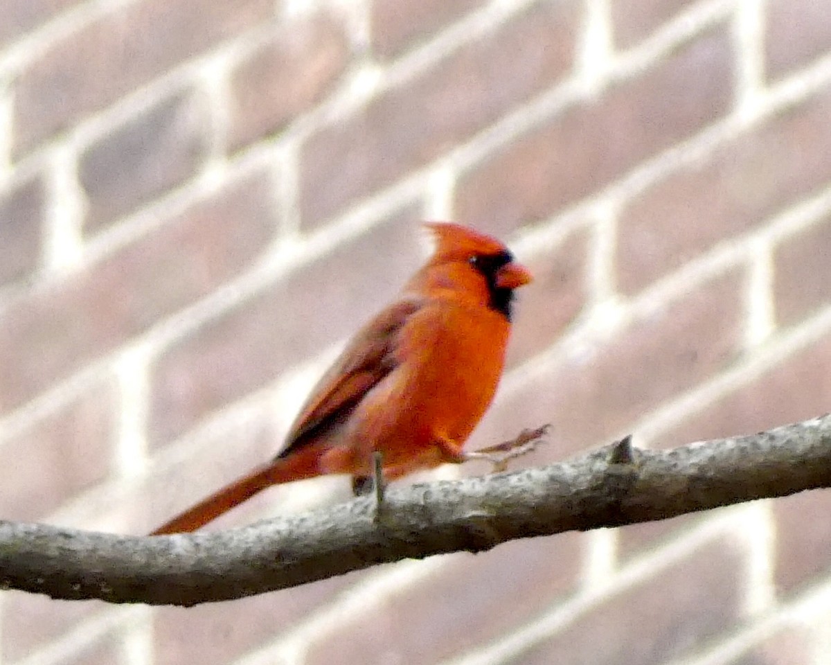 Northern Cardinal - ML628624784