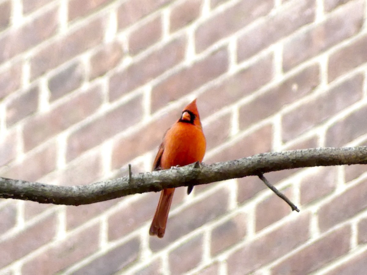 Northern Cardinal - ML628624785