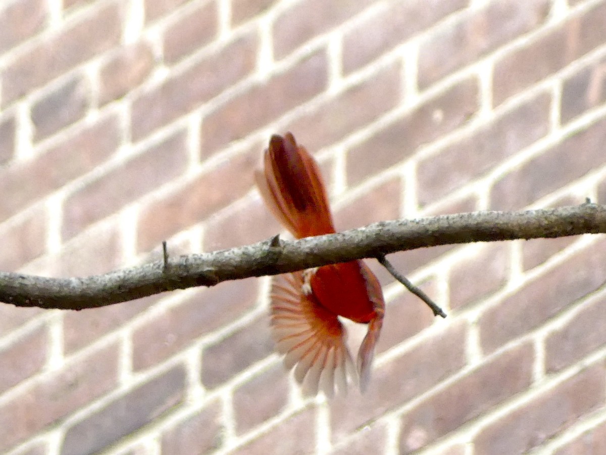 Northern Cardinal - ML628624786