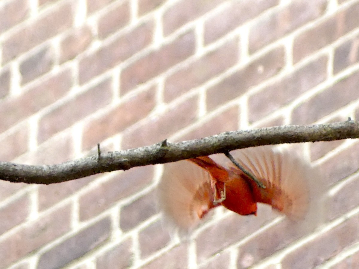 Northern Cardinal - ML628624787