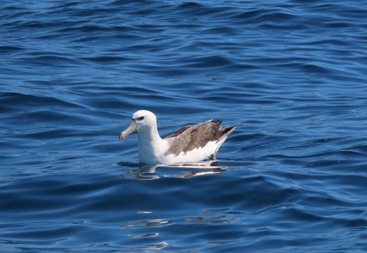 Albatros à cape blanche - ML628624803