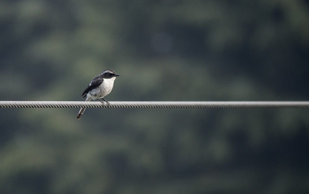 Gray Bushchat - Ameya Deshpande