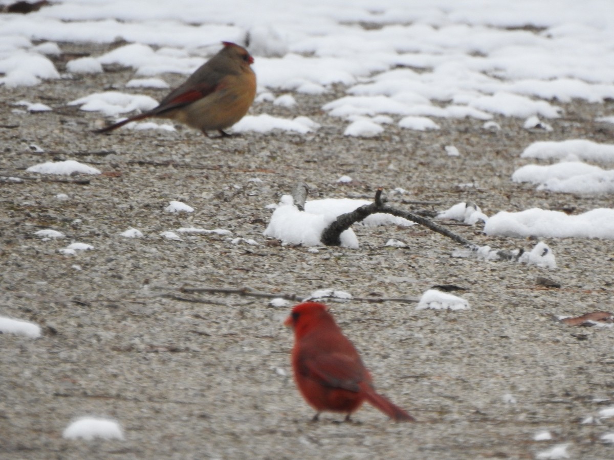 Northern Cardinal - ML628624822