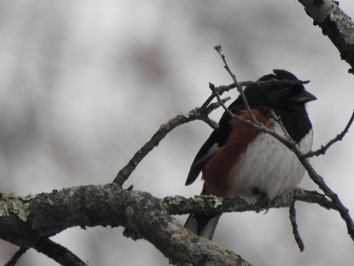 Eastern Towhee - ML628624838