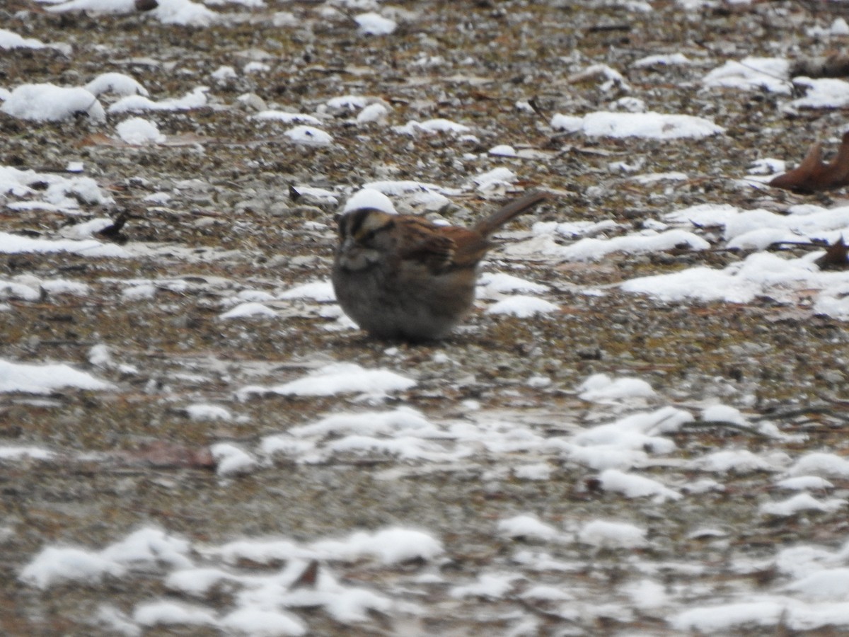 White-throated Sparrow - ML628624846