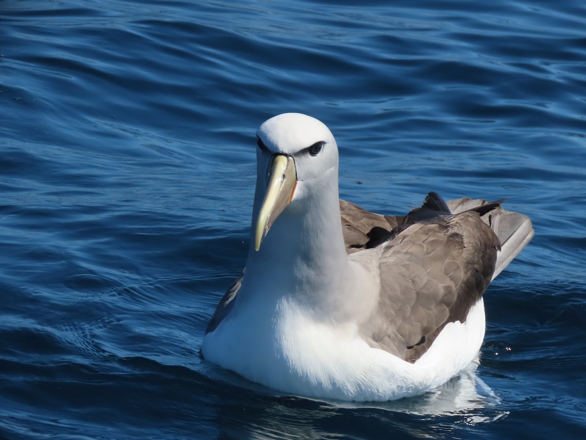 Albatros de Salvin - ML628624850