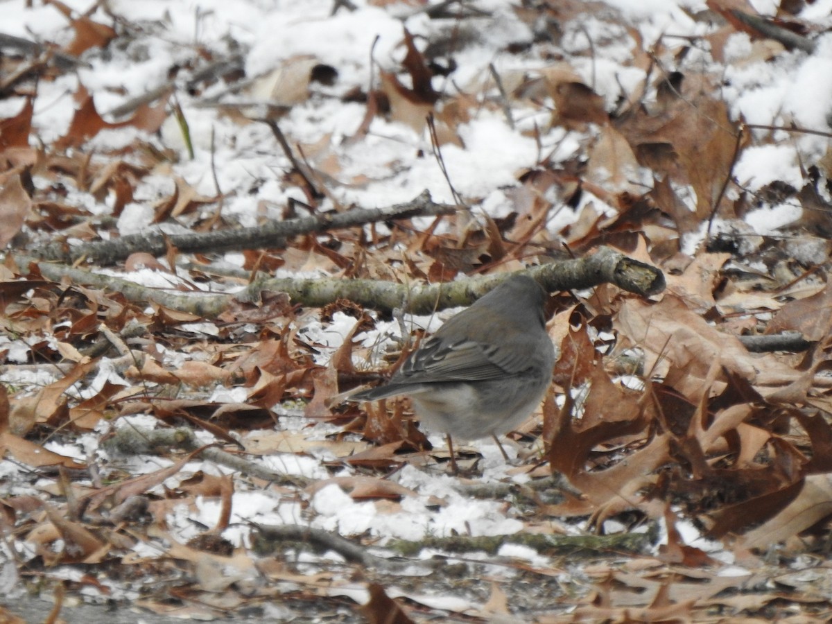 Dark-eyed Junco - ML628624851