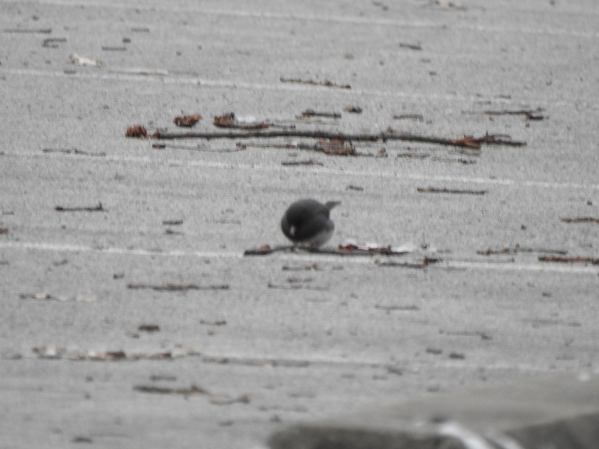 Dark-eyed Junco - ML628624852