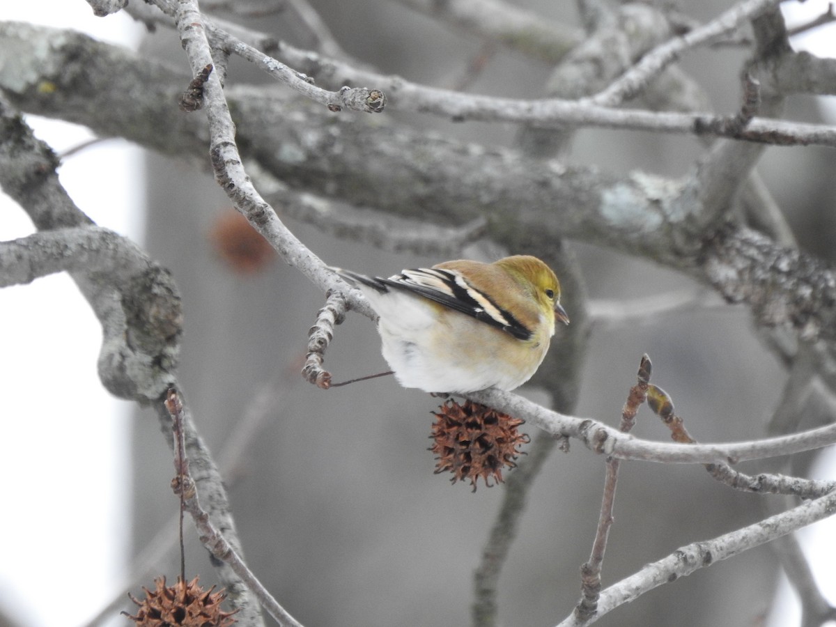 American Goldfinch - ML628624859