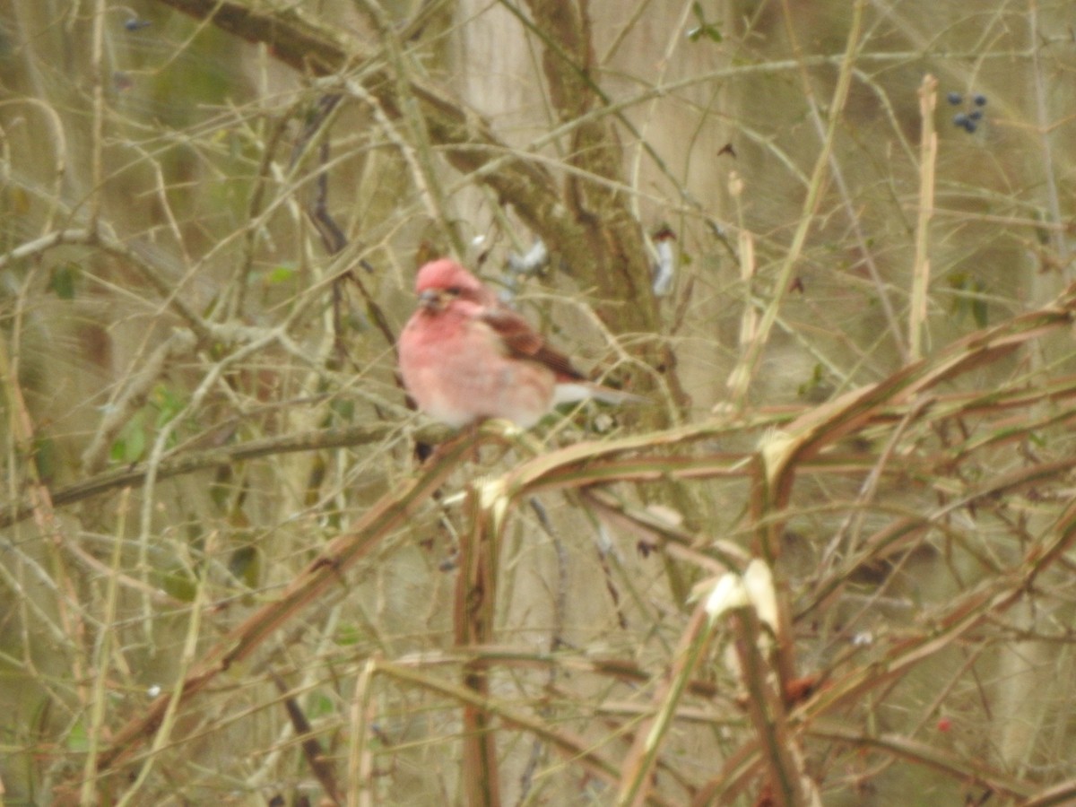 Purple Finch - ML628624913