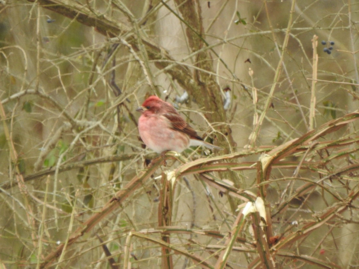 Purple Finch - ML628624914