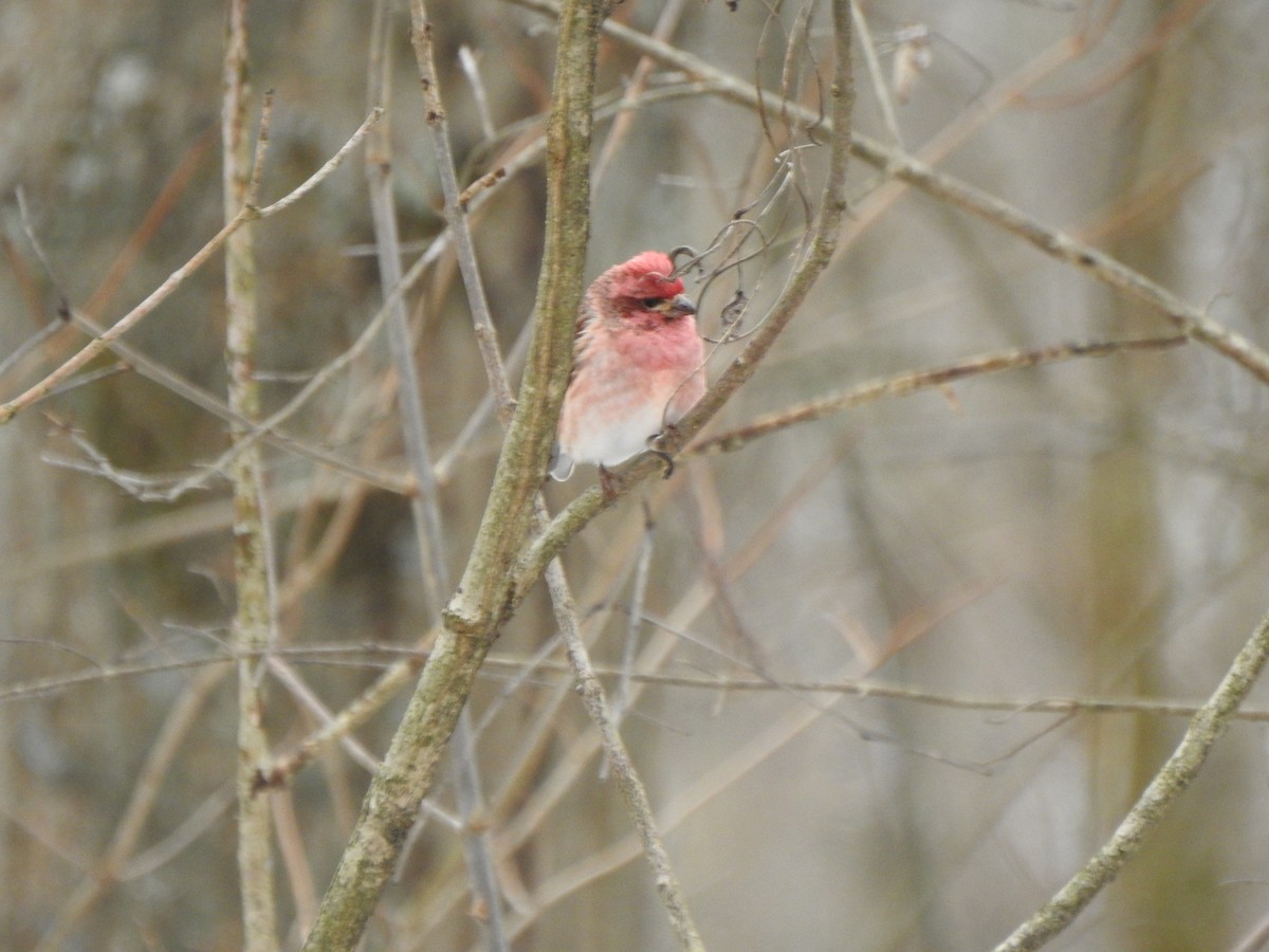 Purple Finch - ML628624915