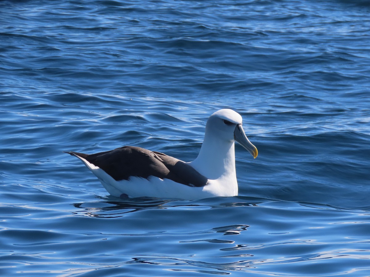 Albatros à cape blanche - ML628624974