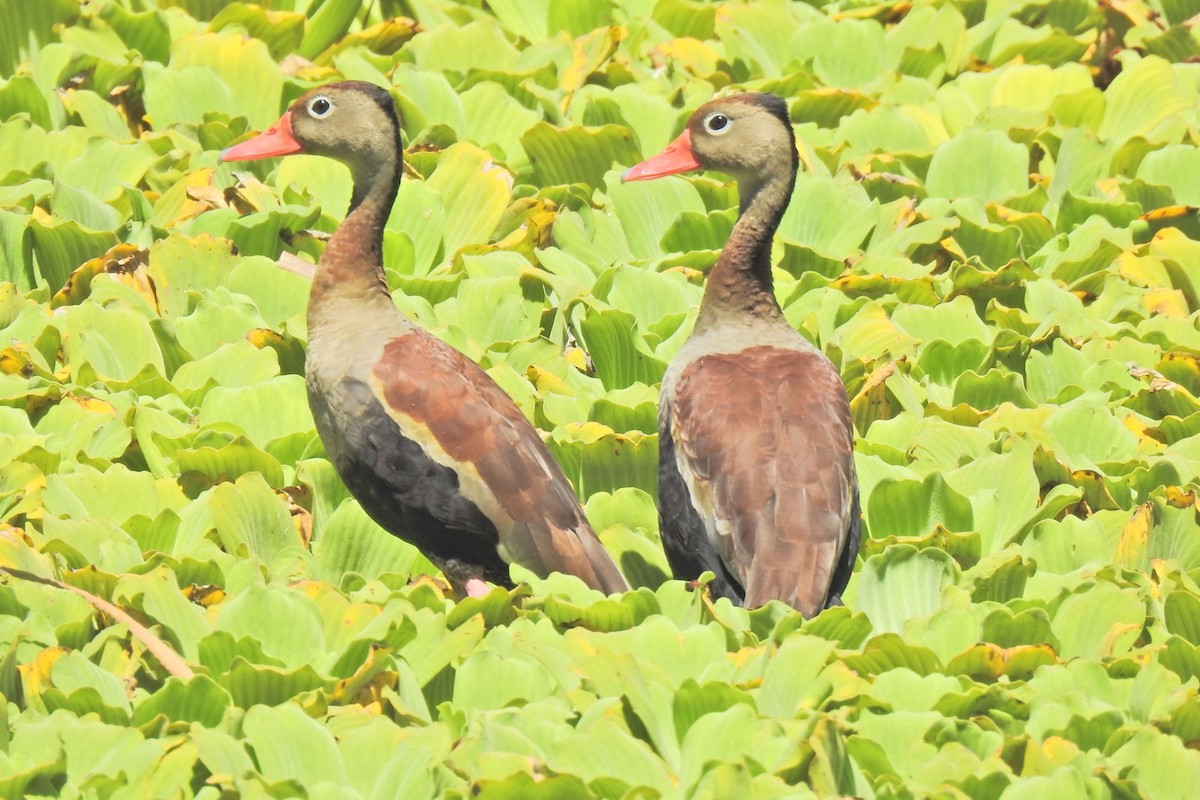 Black-bellied Whistling-Duck - ML628624997