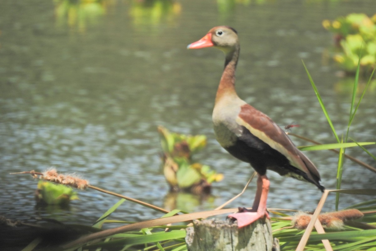 Black-bellied Whistling-Duck - ML628624998