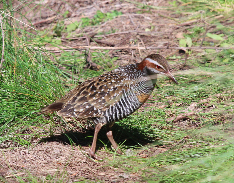 Buff-banded Rail - ML628624999