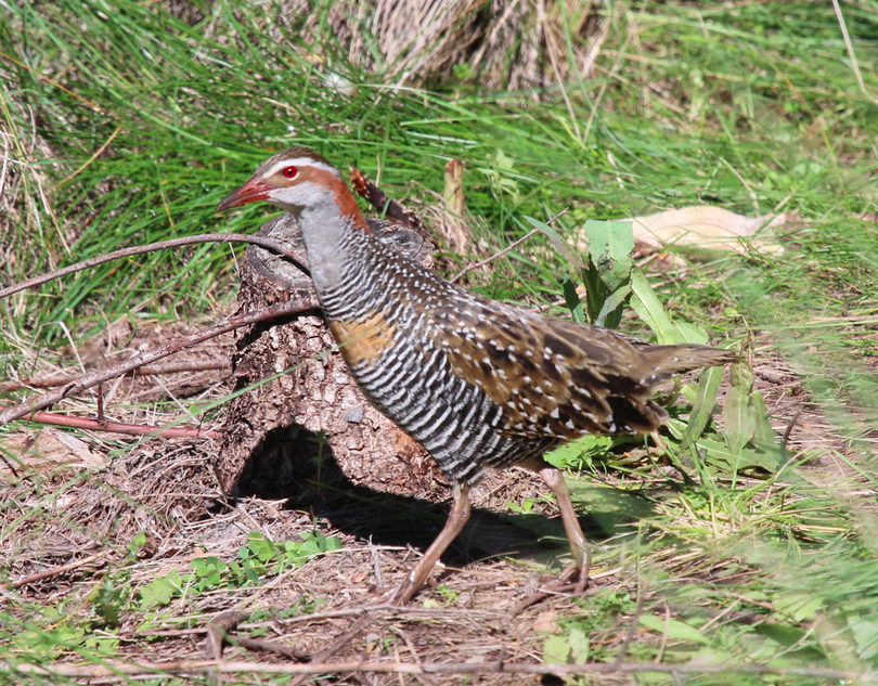 Buff-banded Rail - ML628625000