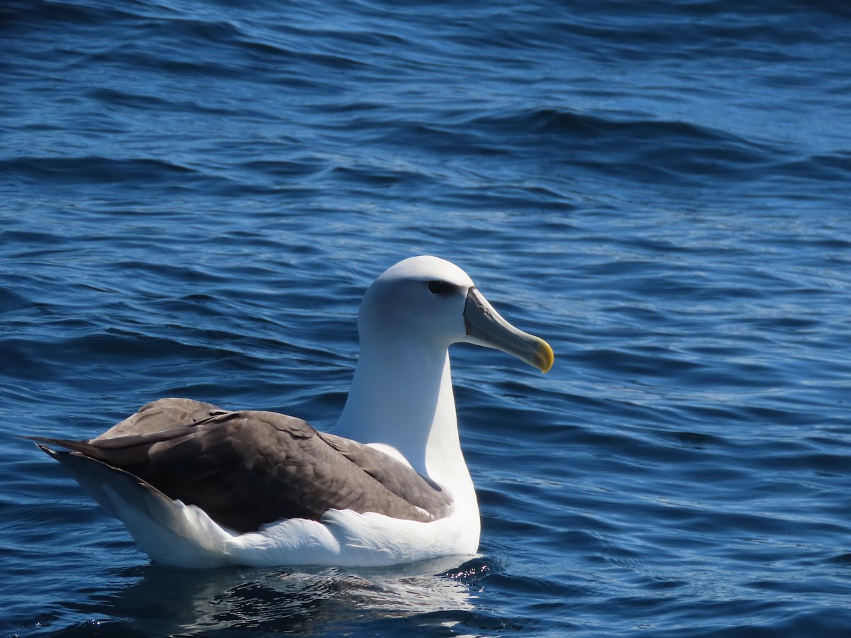 Albatros à cape blanche - ML628625027