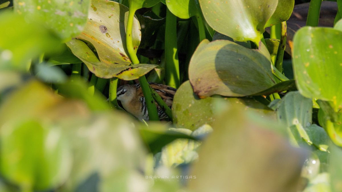 Yellow-breasted Crake - ML628625061
