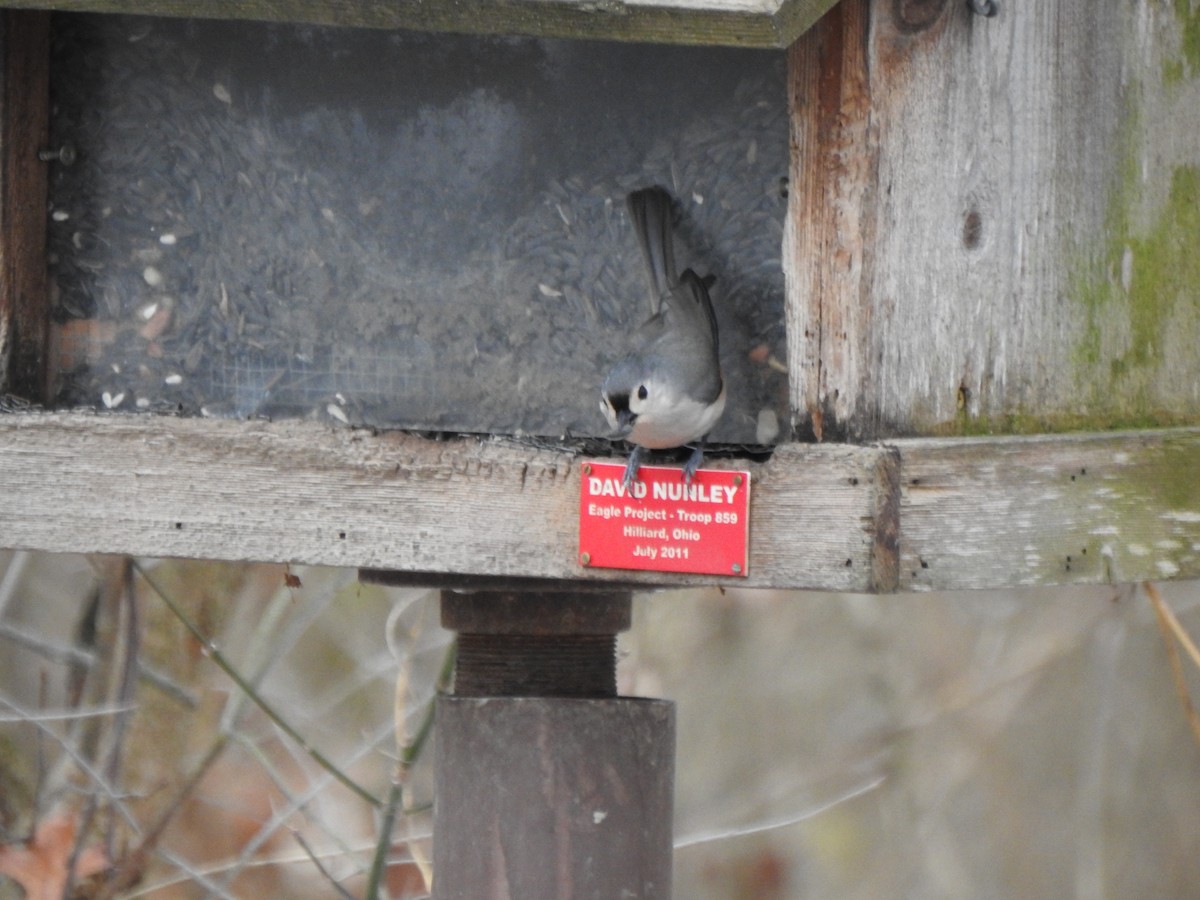 Tufted Titmouse - ML628625104