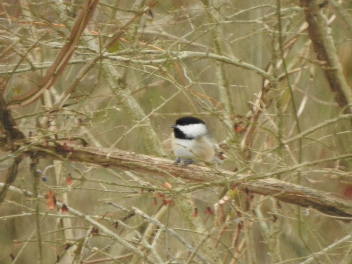 Carolina Chickadee - ML628625125