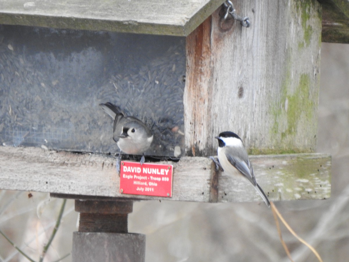 Carolina Chickadee - ML628625126