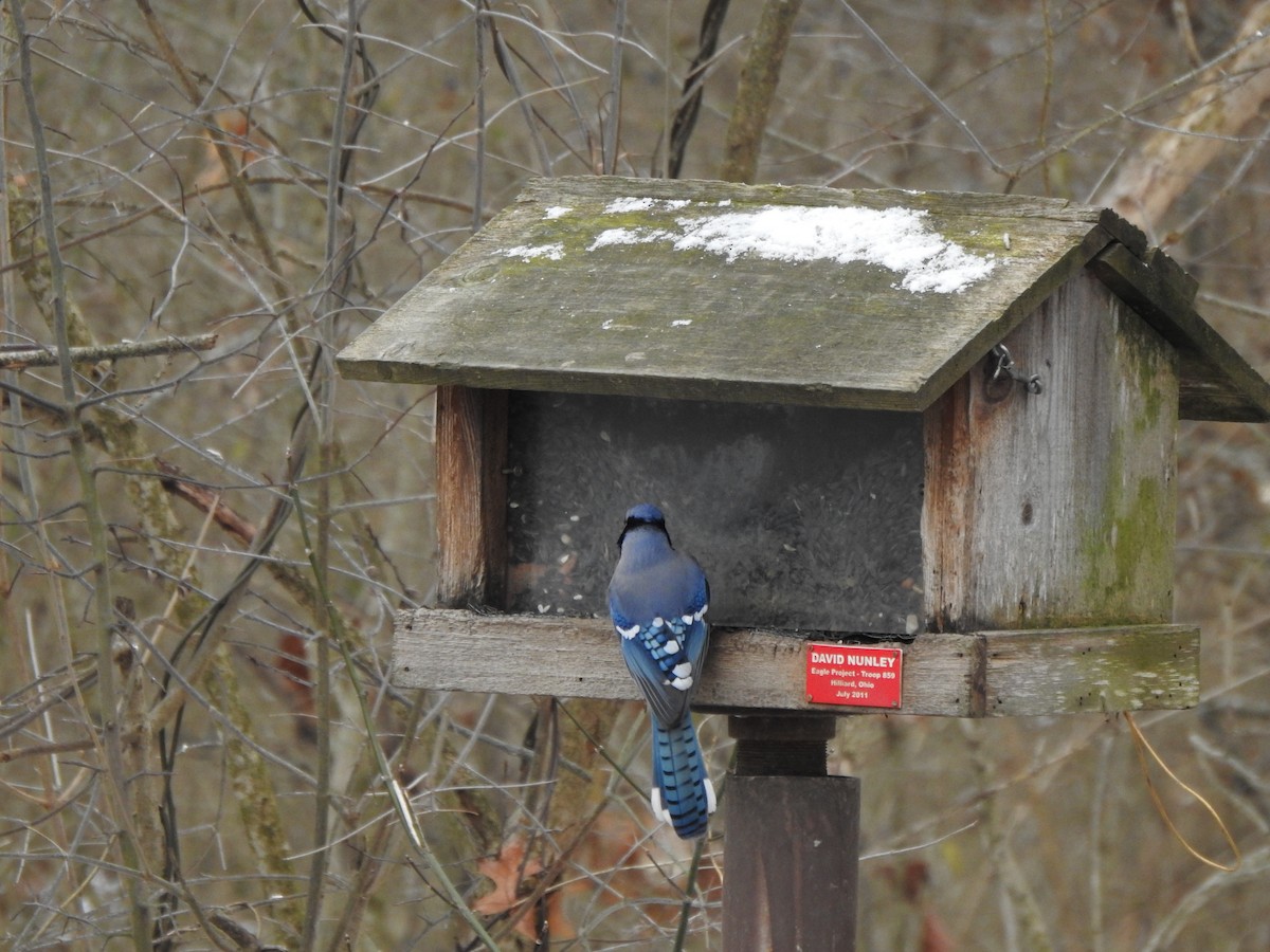 Blue Jay - ML628625143