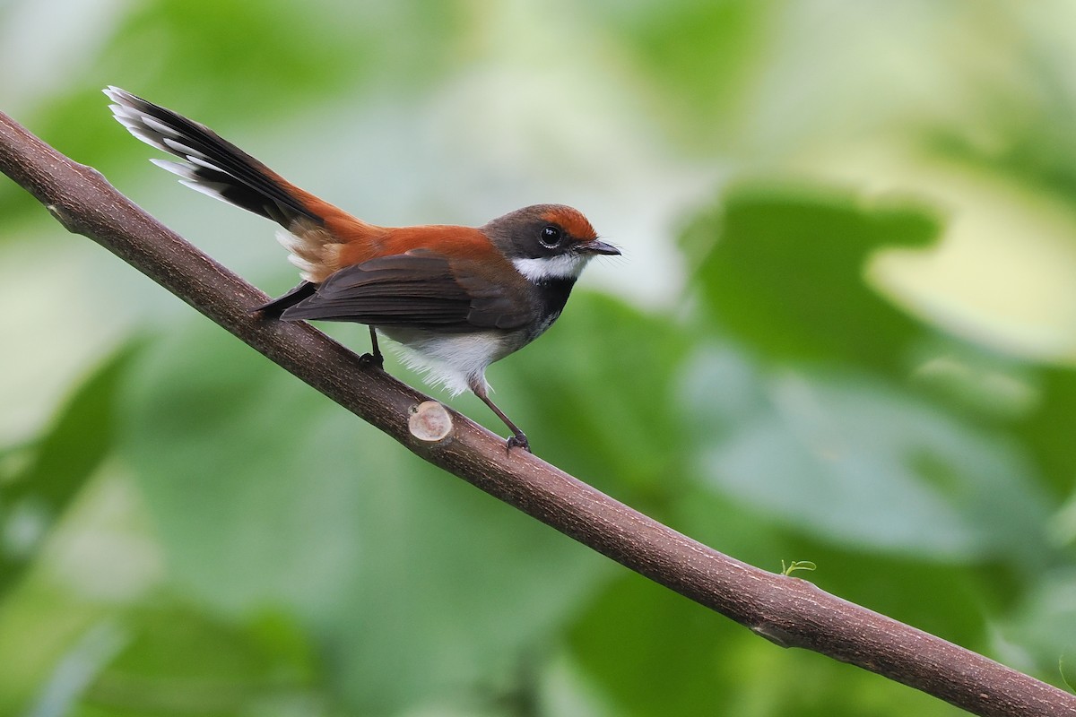 Solomons Rufous Fantail - ML628625146