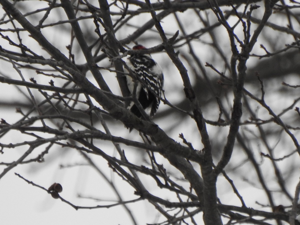 Downy Woodpecker - ML628625151