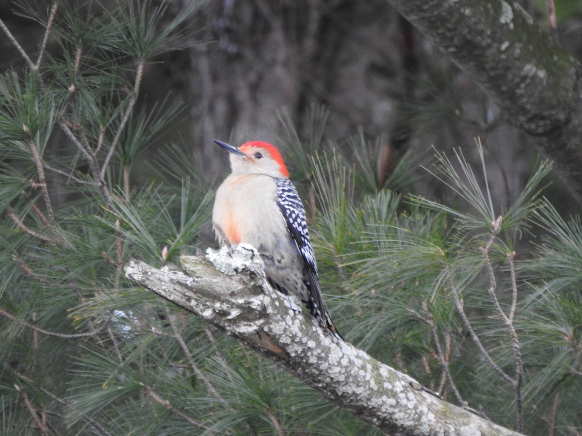 Red-bellied Woodpecker - ML628625152