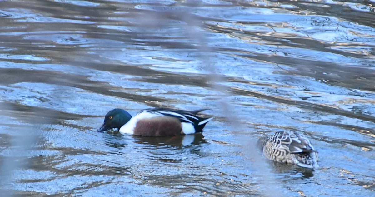 Northern Shoveler - ML628625183