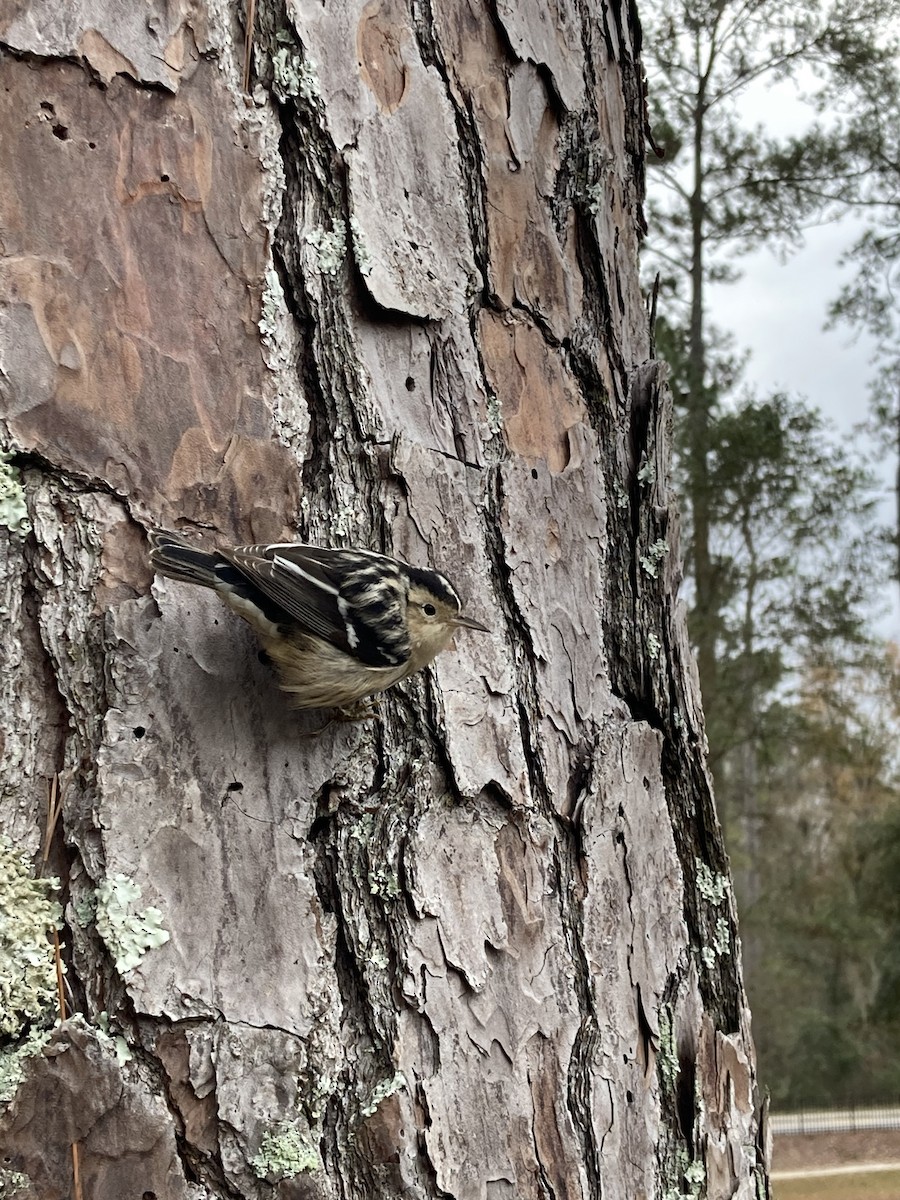 Black-and-white Warbler - ML628625258