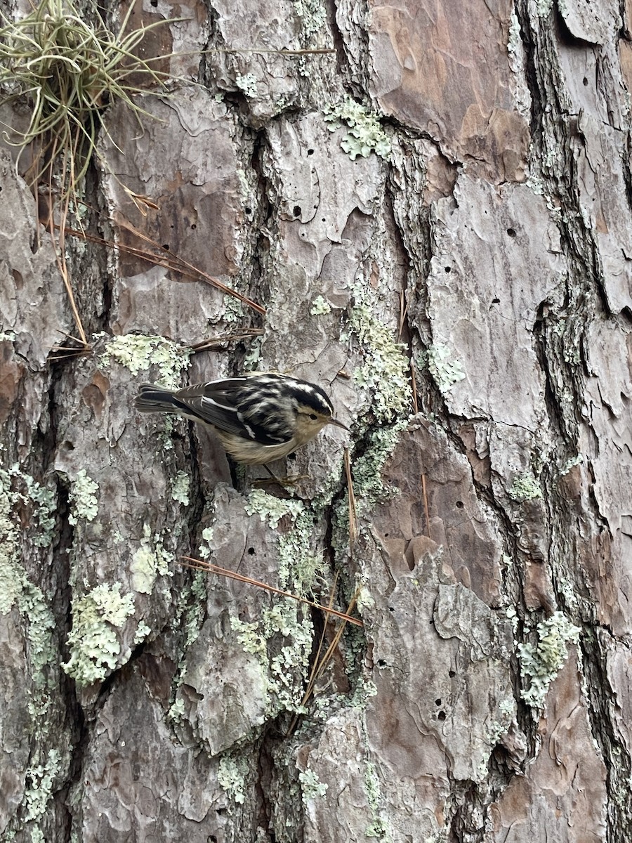 Black-and-white Warbler - ML628625259