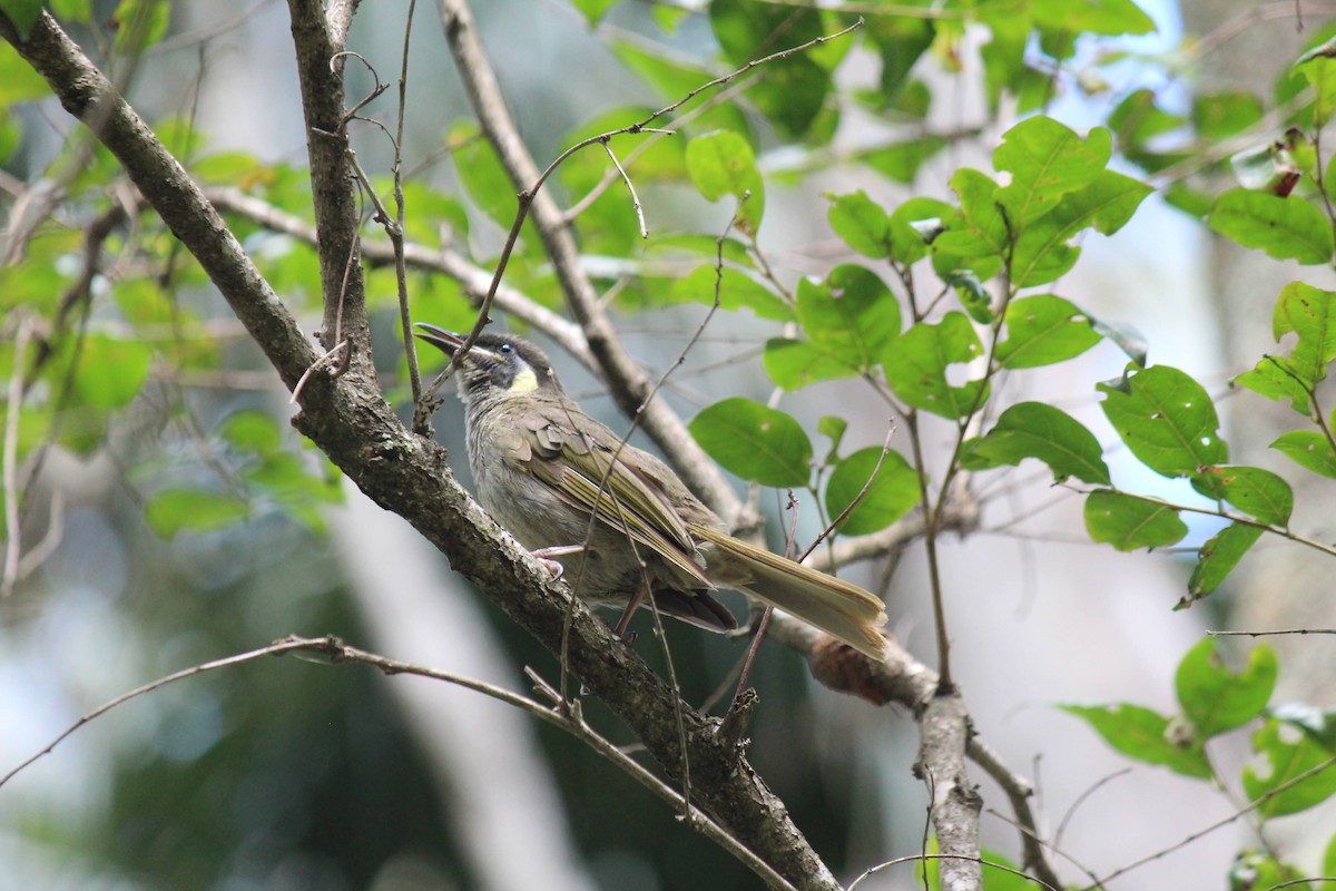 Lewin's Honeyeater - ML628625809