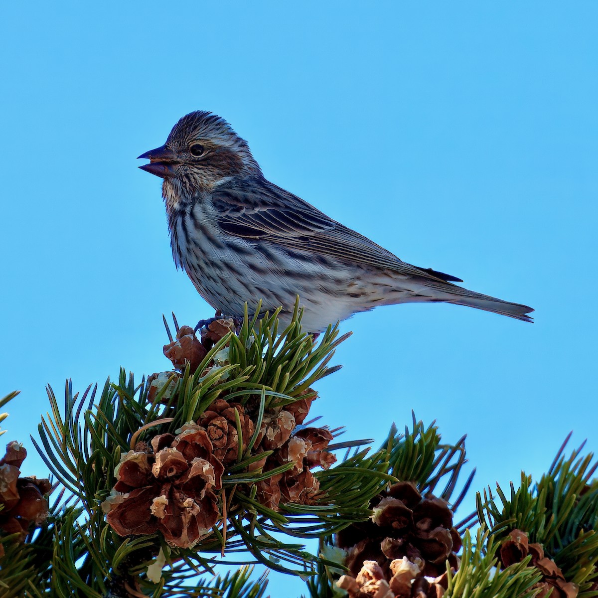 Cassin's Finch - ML628625868