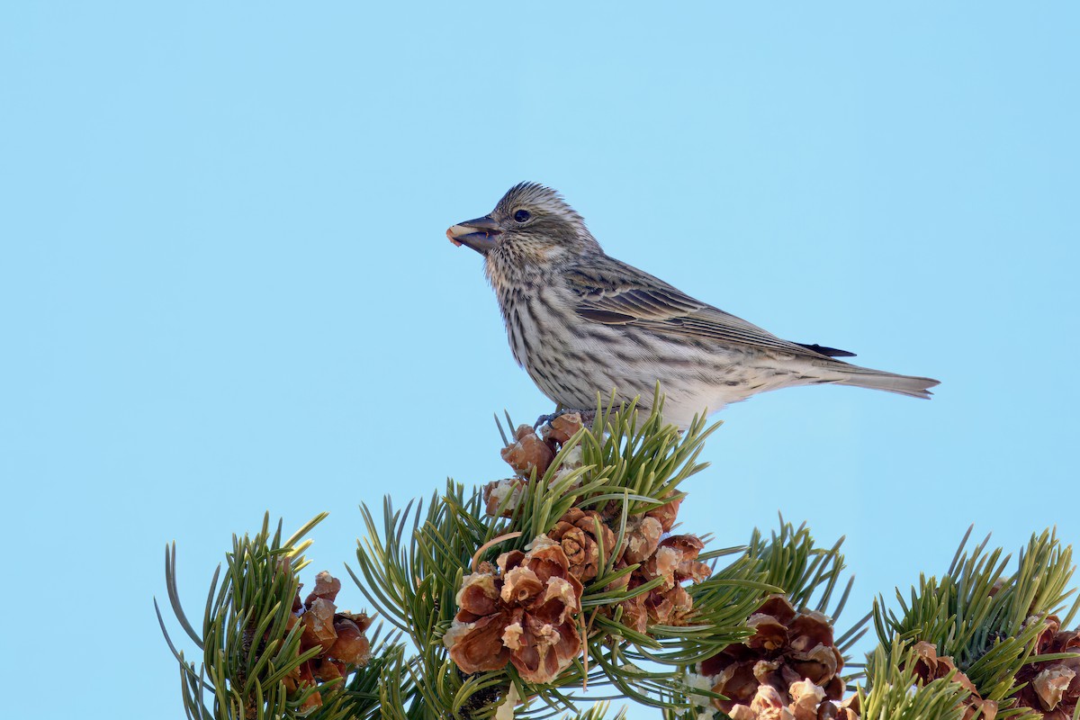Cassin's Finch - ML628625905
