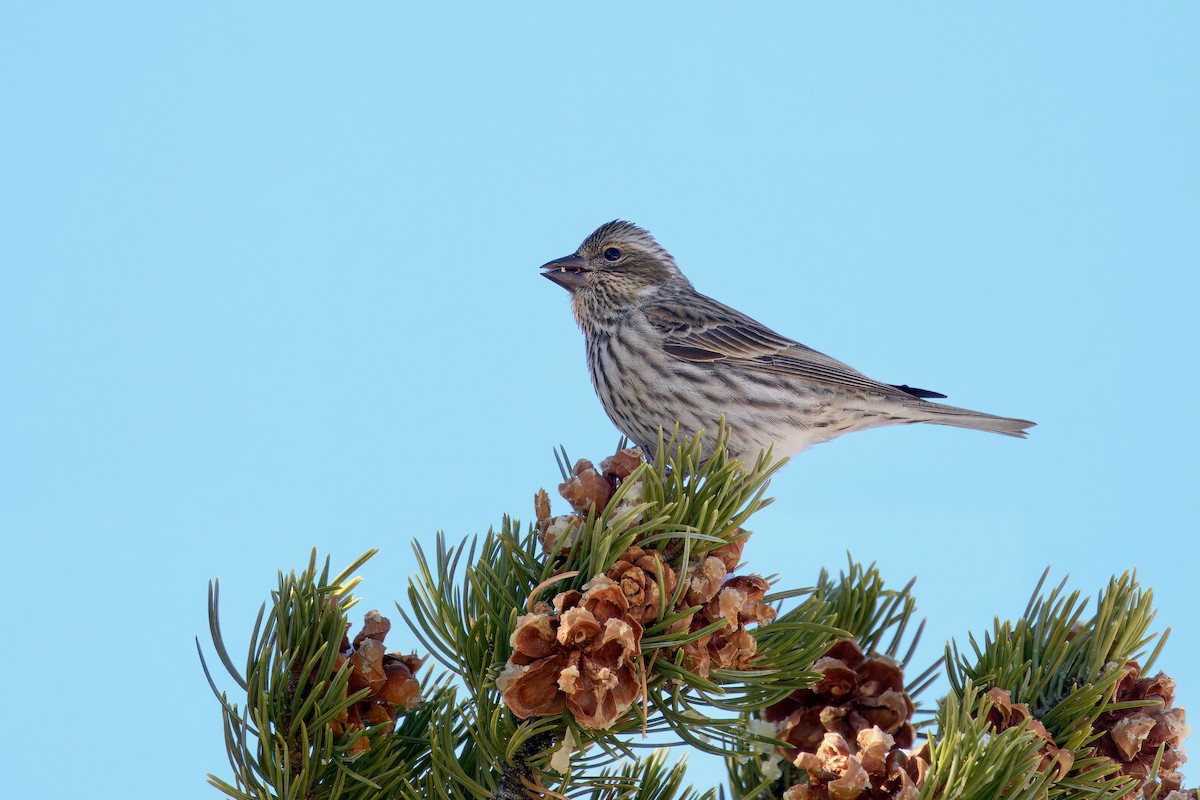 Cassin's Finch - ML628625906