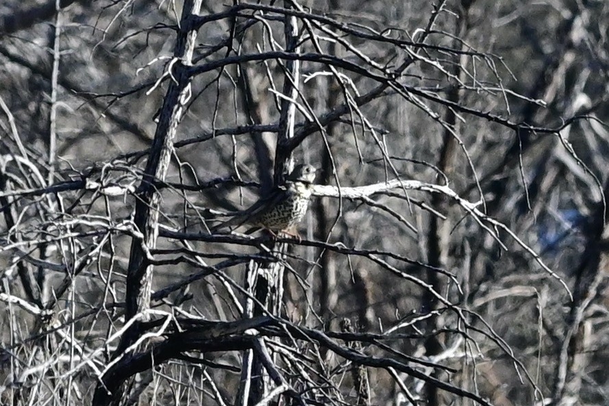 Mistle Thrush - ML628626057