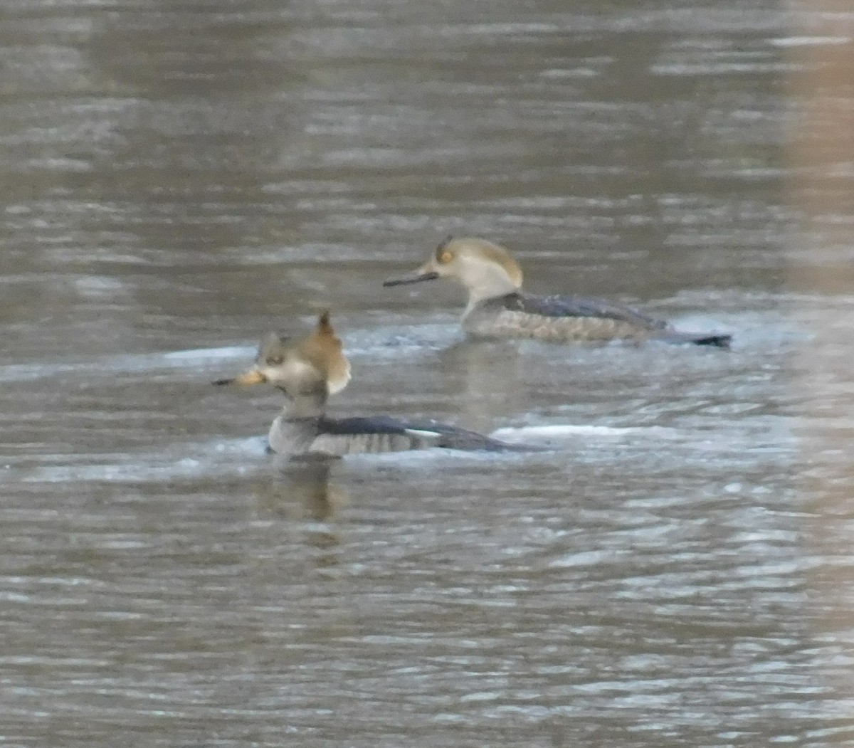 Hooded Merganser - ML628626065