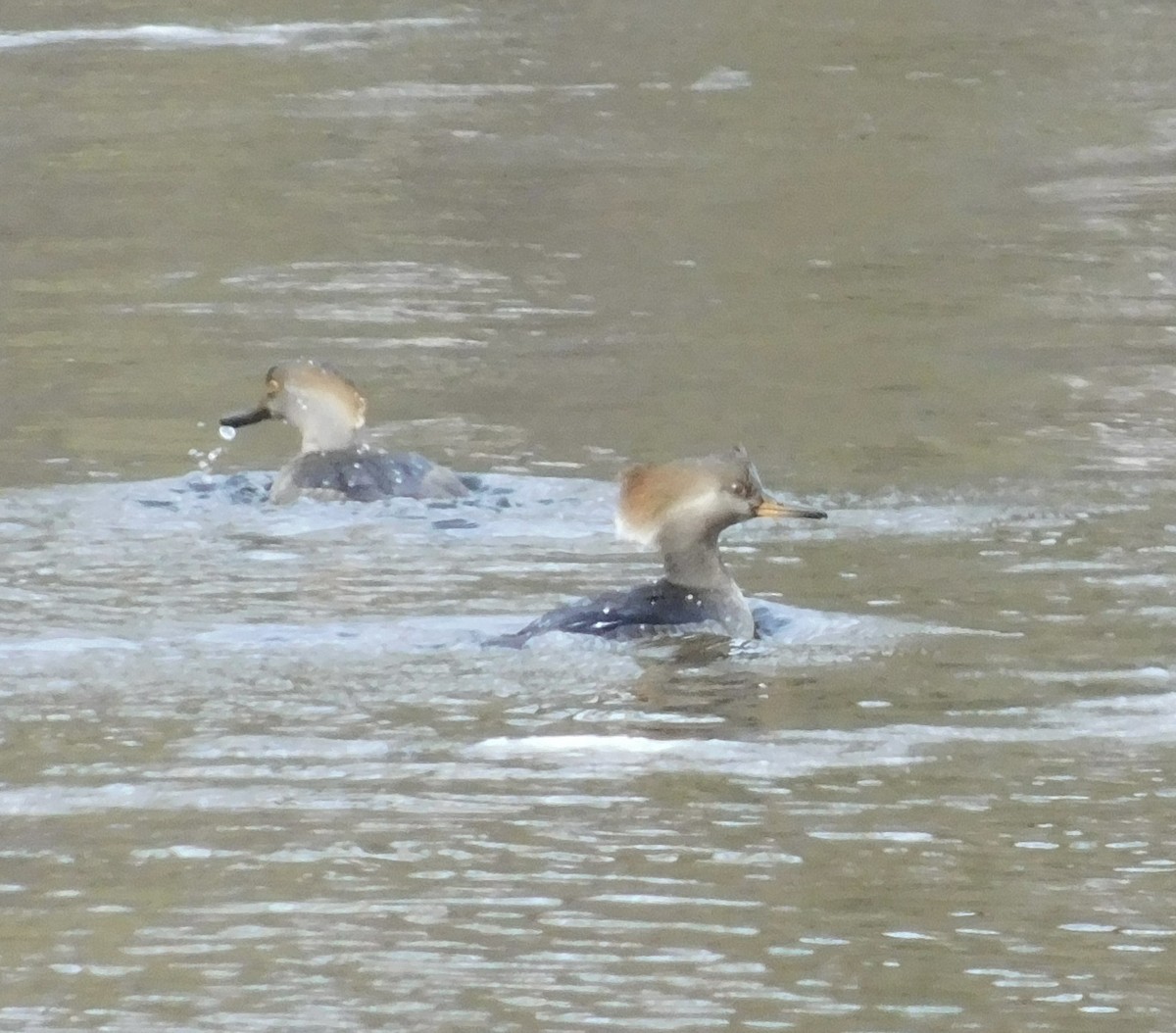Hooded Merganser - ML628626066
