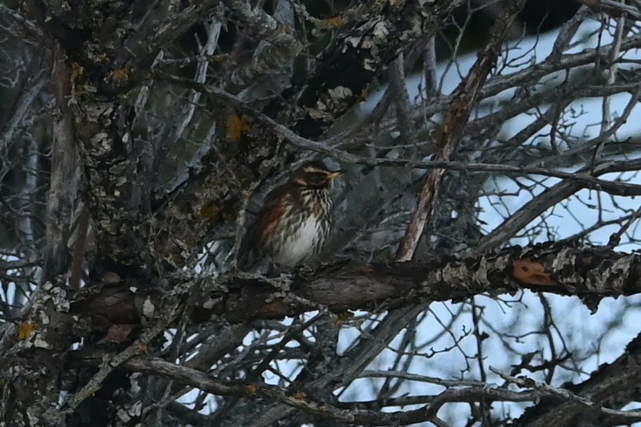 Redwing - ML628626072