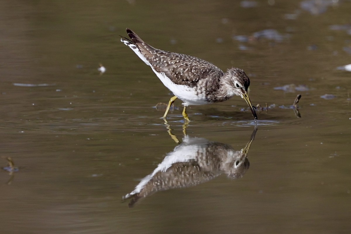 Solitary Sandpiper - ML628626283