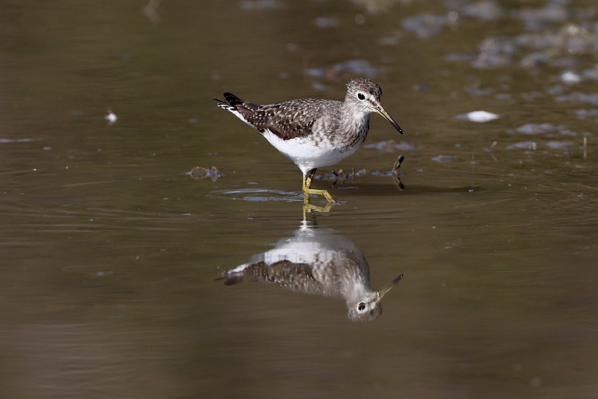 Solitary Sandpiper - ML628626284