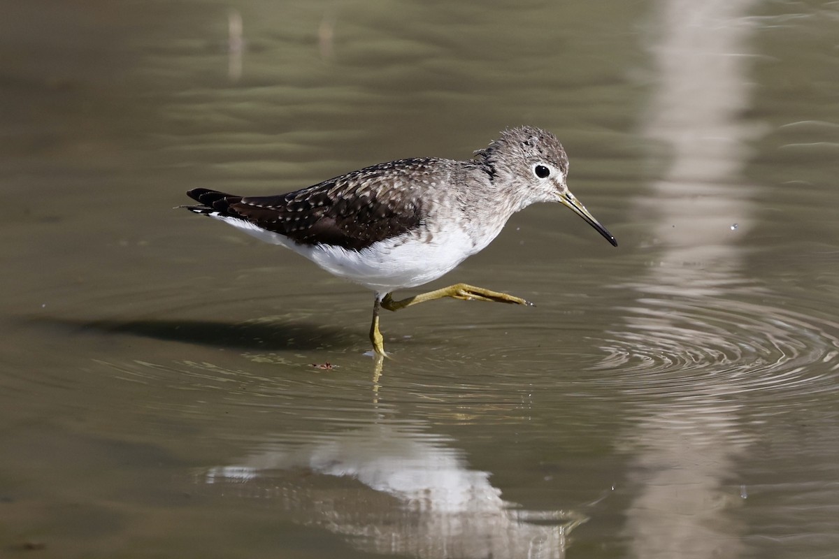 Solitary Sandpiper - ML628626286