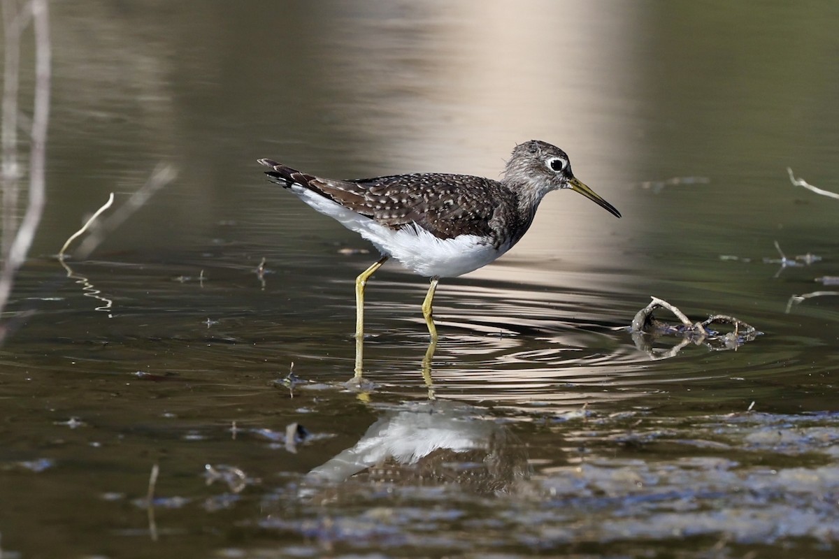 Solitary Sandpiper - ML628626287