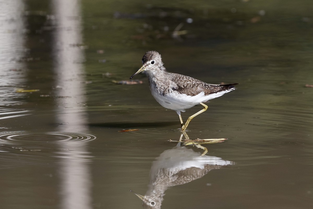 Solitary Sandpiper - ML628626288