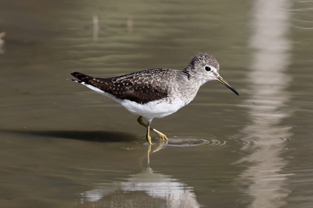 Solitary Sandpiper - ML628626289