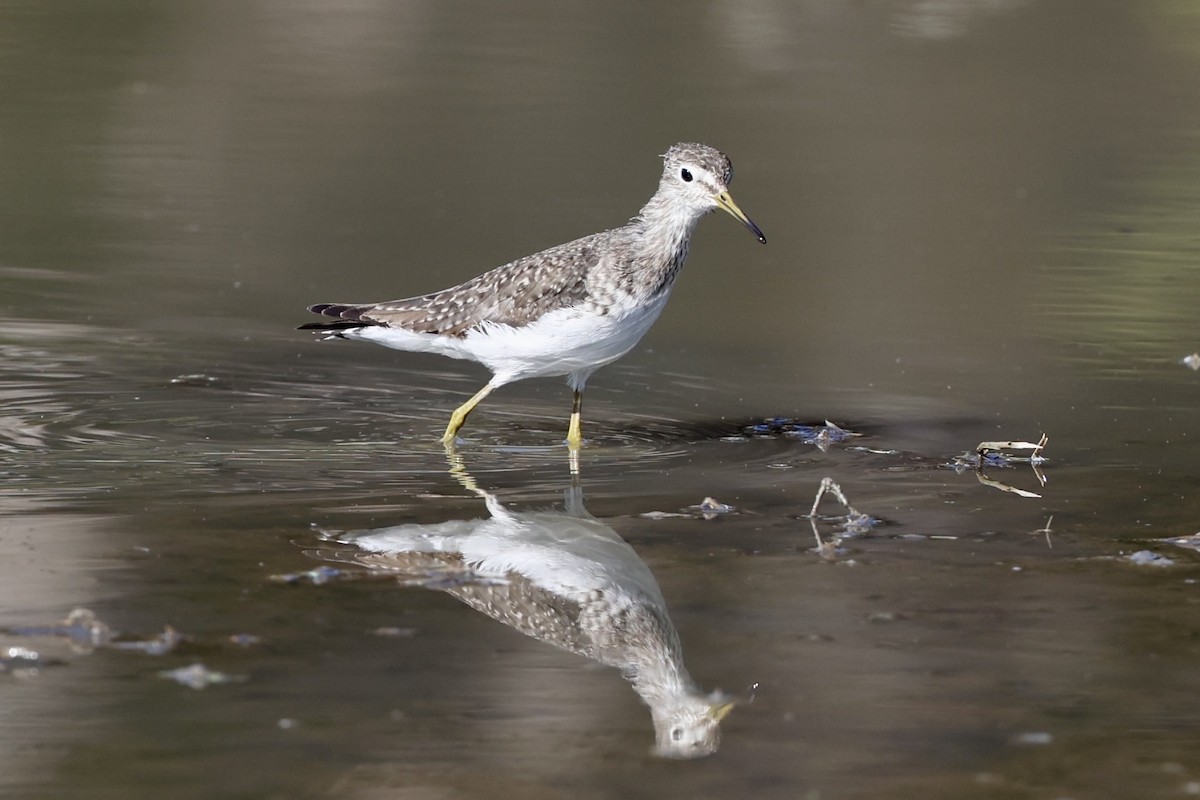 Solitary Sandpiper - ML628626290