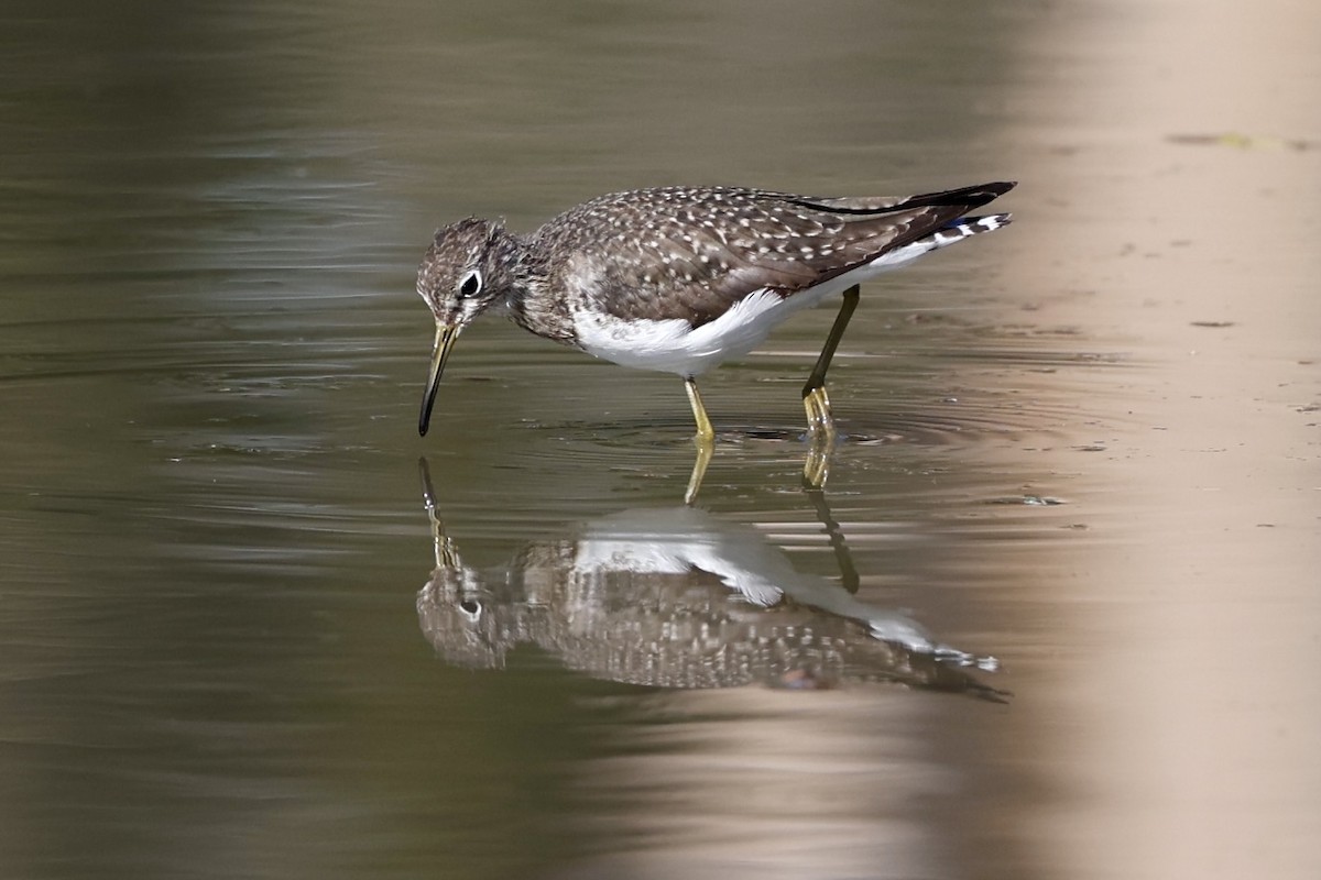 Solitary Sandpiper - ML628626291